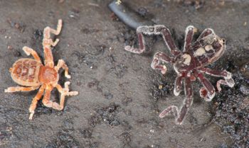 Media type: image;   Invertebrate Zoology 128904